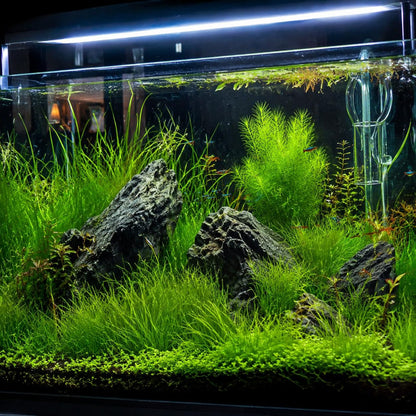 1980Pcs Aquarium Carpet Plant Seeds for Freshwater Tanks Lush Green Grass Substrate Coverage Easy Setup