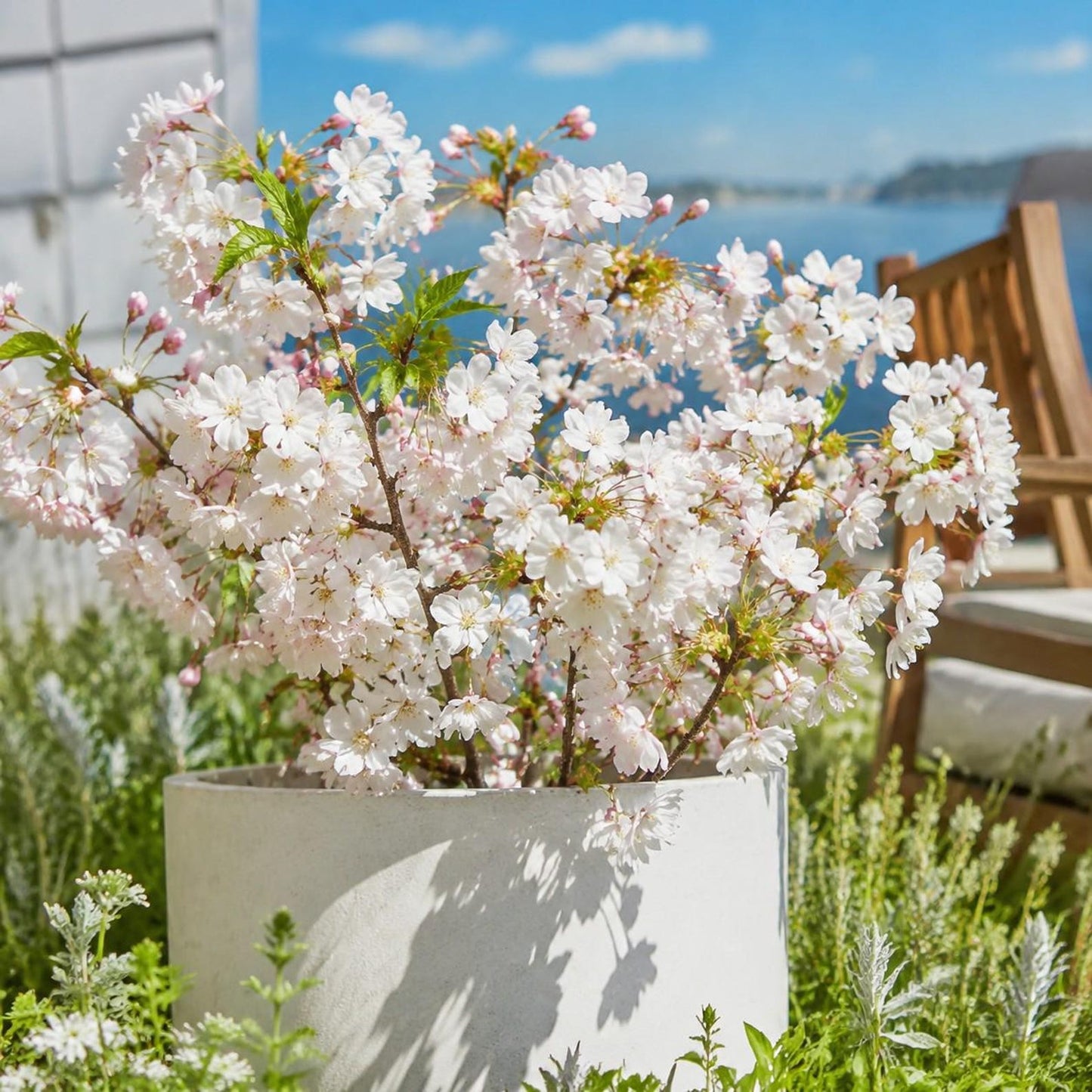 29Pcs Cherry Blossom Tree Seeds Garden Flower Seeds for Outdoor Yard Patio Container, Fragrant White Pink Blooms