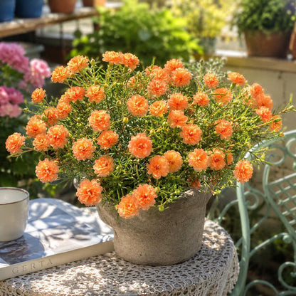1000pcs Orange Moss Rose Seeds Simple to Grow enrich flat landscape with low sprawling blooming plant clusters