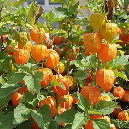 100Pcs Gooseberry Currant Seeds Great For Cultivating Creates A Polished Look In Informal Yards