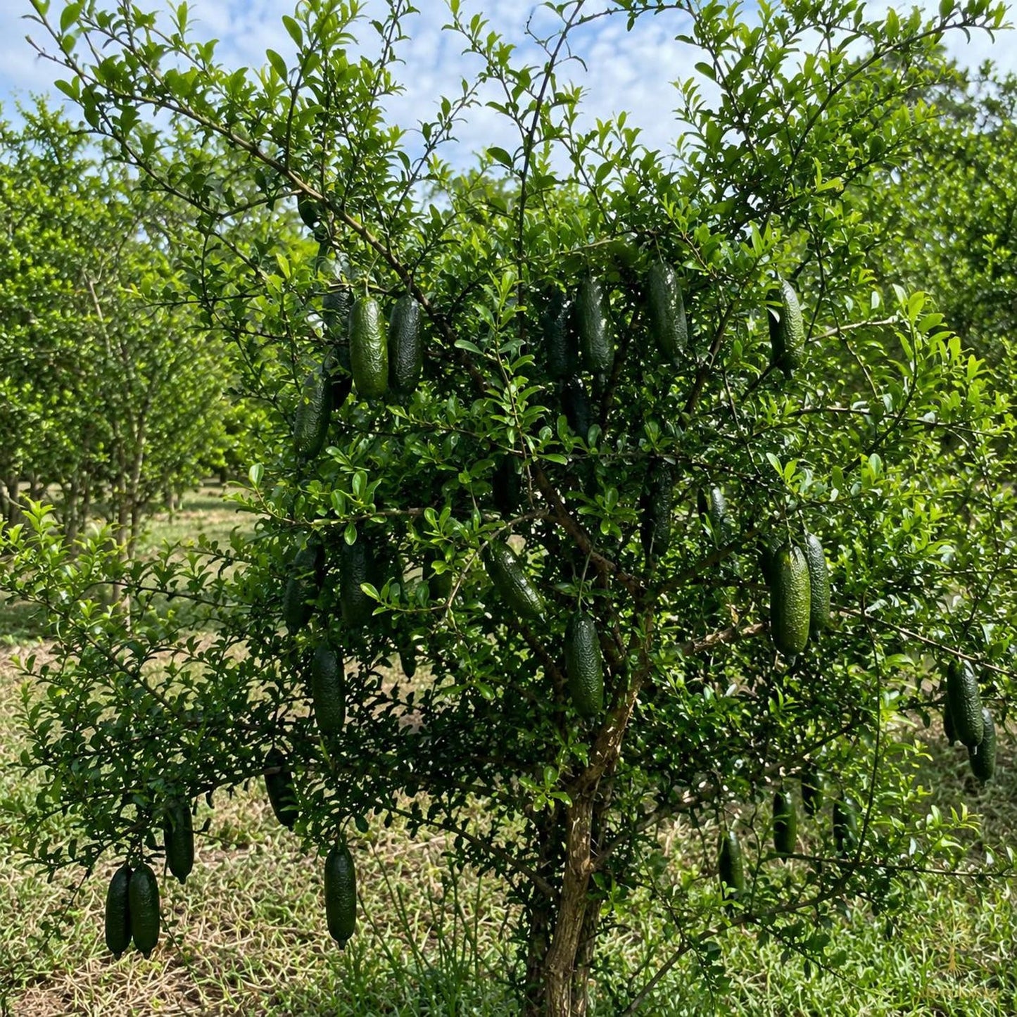 30Pcs Finger Lime Seeds Ideal For Growing Work Well In Foundation Plantings And Landscapes