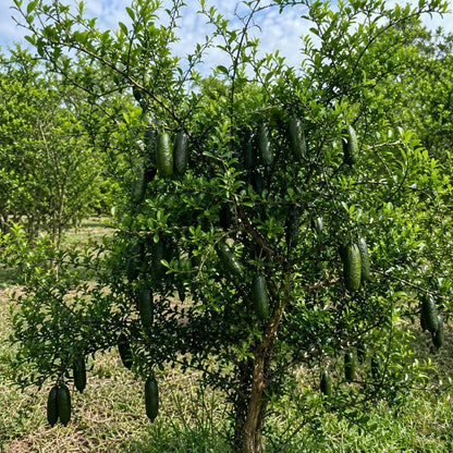 30Pcs Finger Lime Seeds Ideal For Growing Work Well In Foundation Plantings And Landscapes