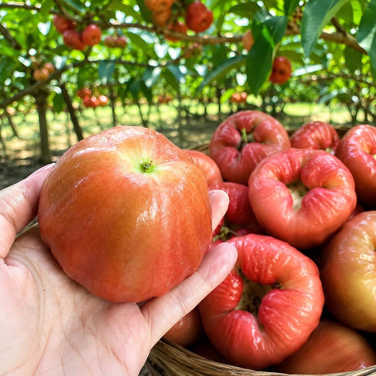 91Pcs Wax Apple Tree Seeds Tropical Fruit Plant for Balcony Gardens