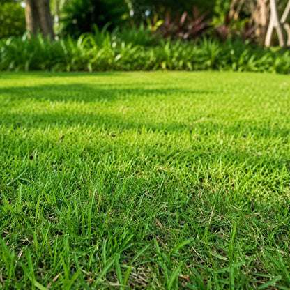 Grass Seeds 487Pcs Seeds, Low Maintenance Lawn Seed, Drought Tolerant Grass, Heat Tolerant Turf Grass, Sun to Partial Shade