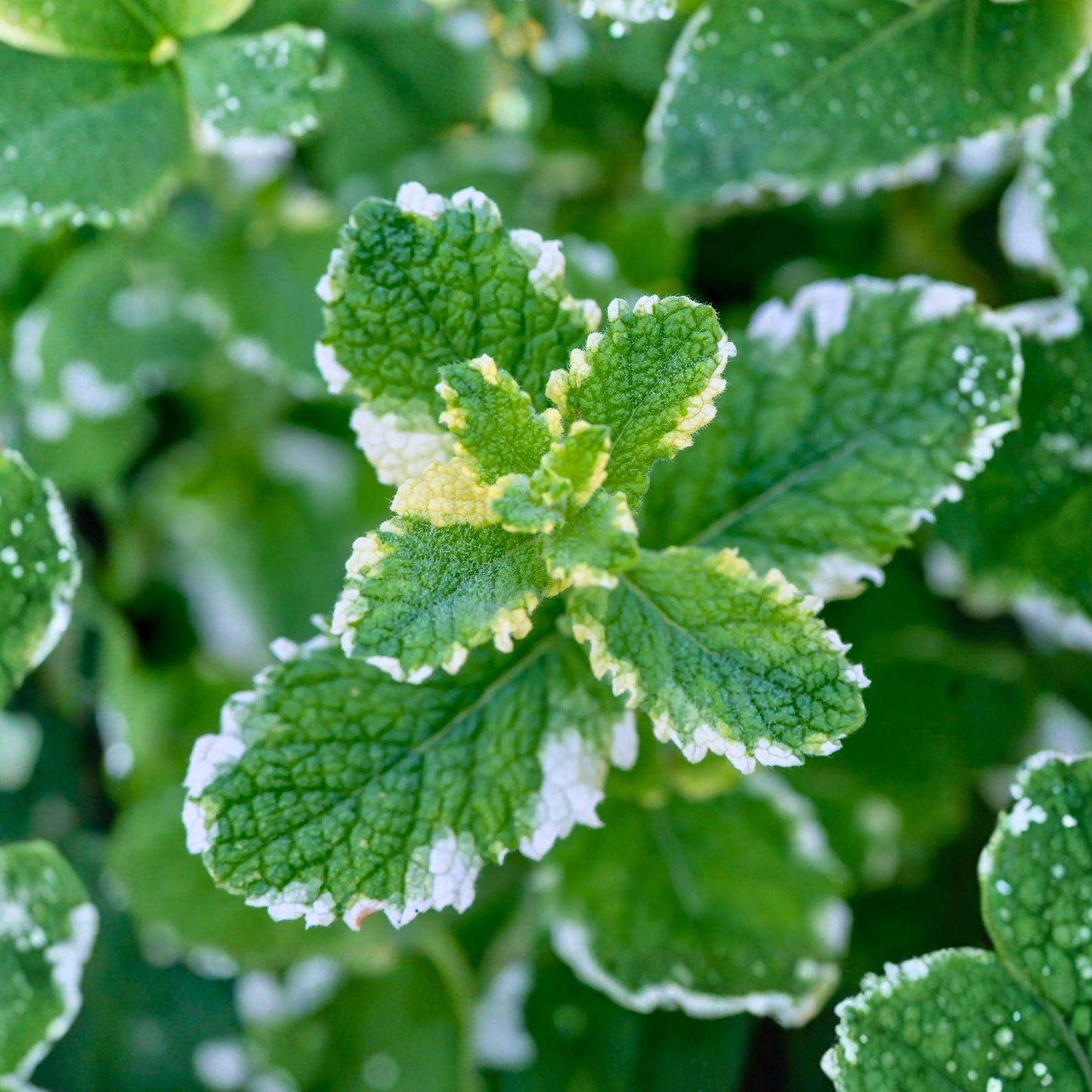 468Pcs Mint Seeds Easy to Maintain ideal for long term fixed planting in garden borders and household container spaces