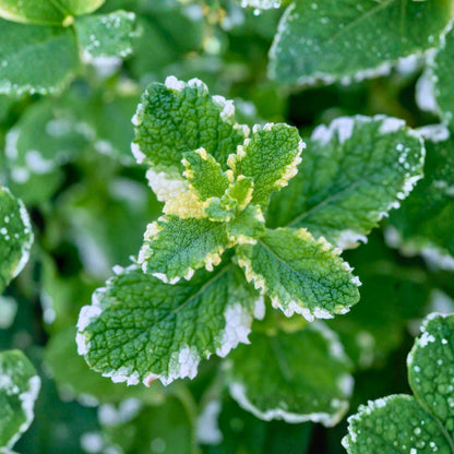 468Pcs Mint Seeds Easy to Maintain ideal for long term fixed planting in garden borders and household container spaces