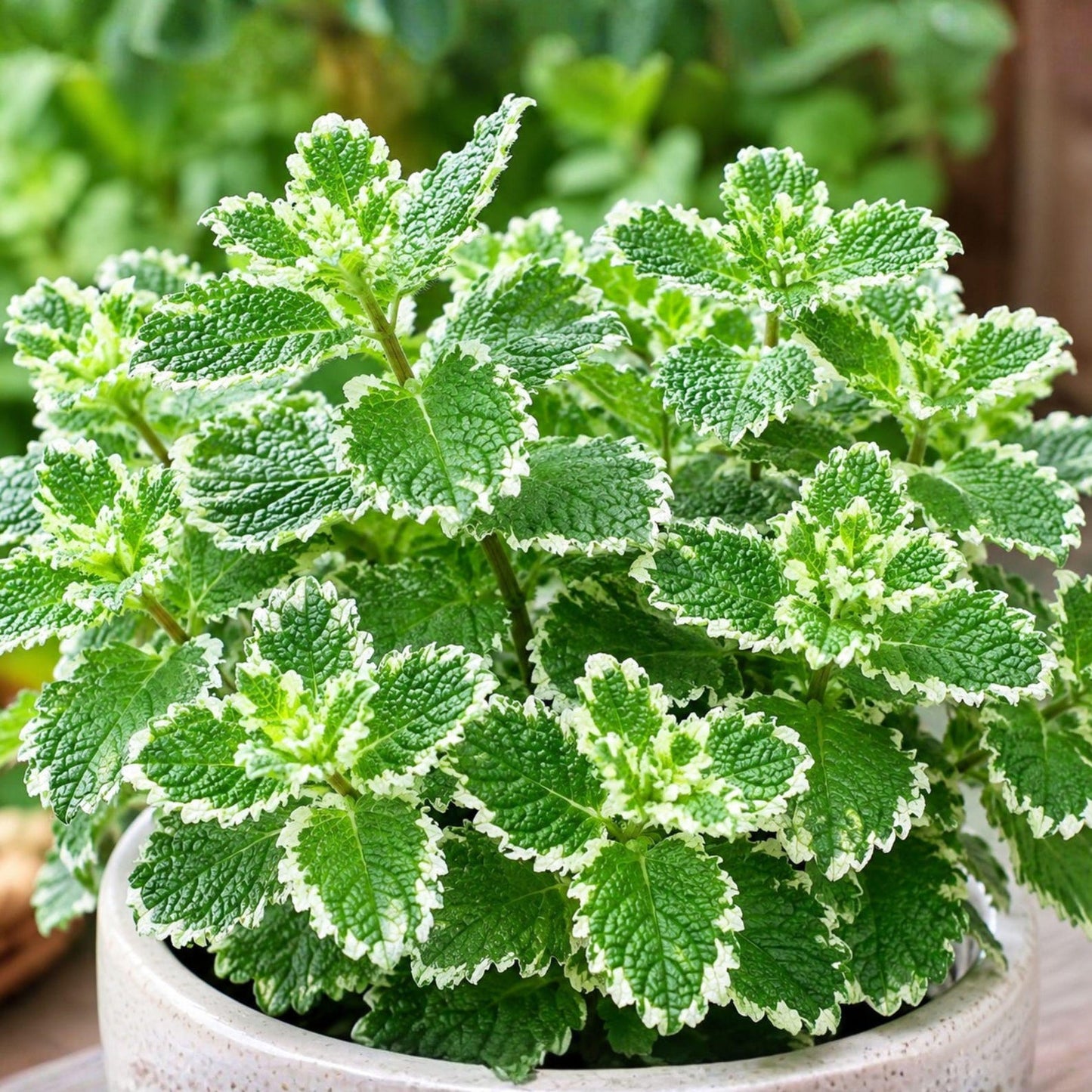 468Pcs Mint Seeds Easy to Maintain ideal for long term fixed planting in garden borders and household container spaces