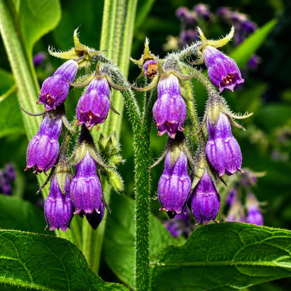 100pcs Comfrey Seeds Simple to Grow add thick substantial texture to garden backdrops and quiet yard corner landscapes