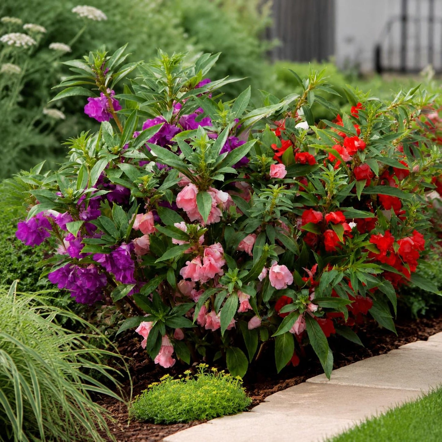 100Pcs Impatiens Seeds, Colorful Bedding Flowers Mix, Shade Loving Garden Bloom From Seed, Fast Growing Outdoor Container Planting