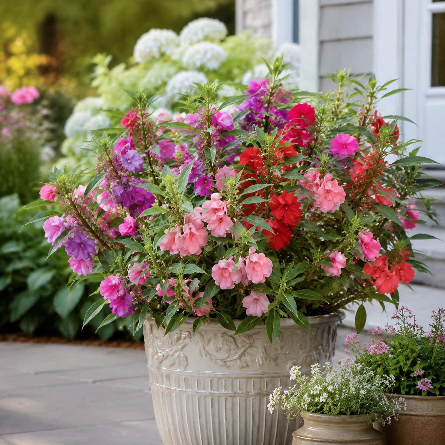 100Pcs Impatiens Seeds, Colorful Bedding Flowers Mix, Shade Loving Garden Bloom From Seed, Fast Growing Outdoor Container Planting