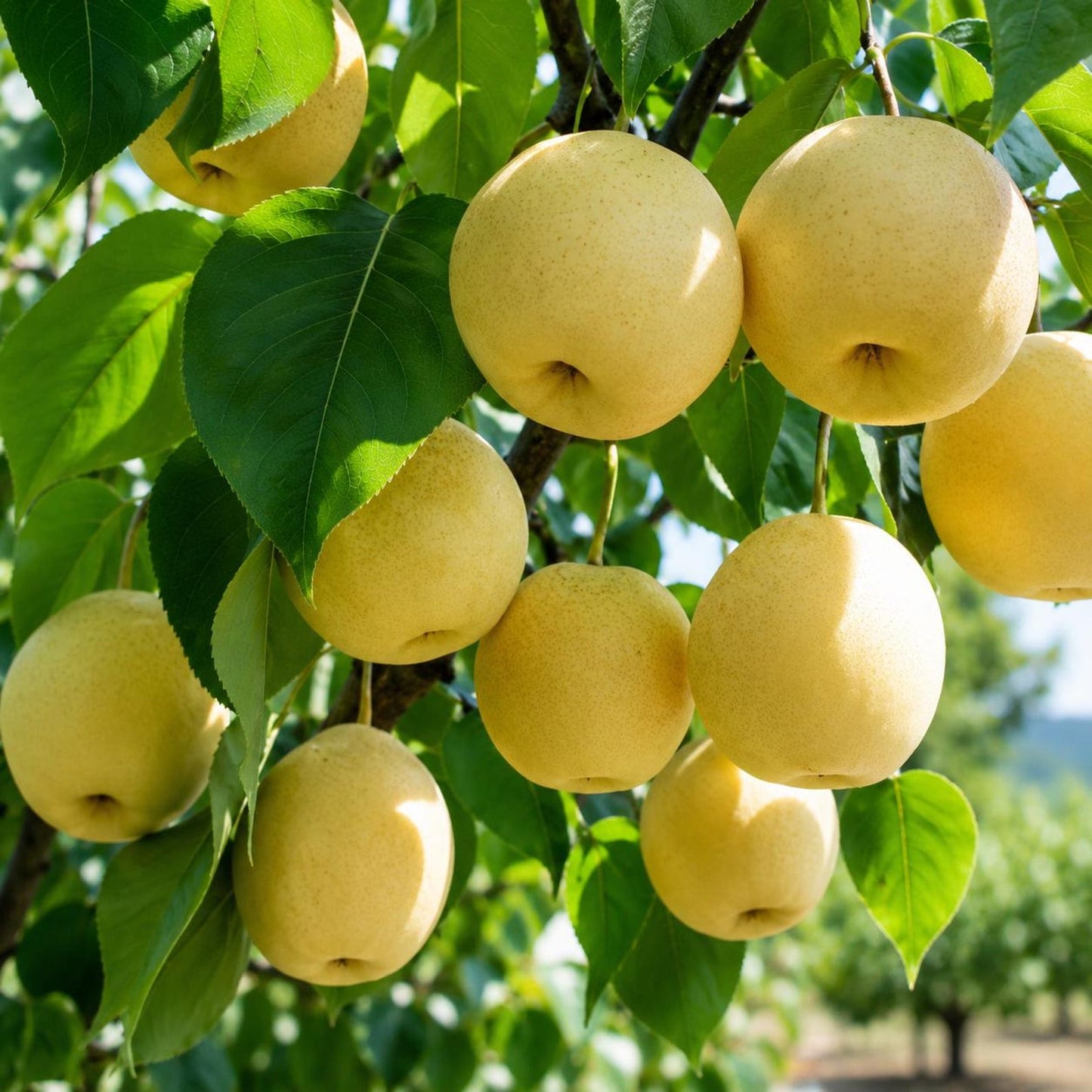 50Pcs Pear Seeds Simple to Grow feature refined arching branches and neatly arranged foliage in natural layered formations. The balanced branch framework and full canopy present a classic elegant tree form, adding timeless ornamental charm to courtya