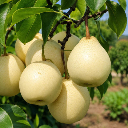 50Pcs Pear Seeds Simple to Grow feature refined arching branches and neatly arranged foliage in natural layered formations. The balanced branch framework and full canopy present a classic elegant tree form, adding timeless ornamental charm to courtya