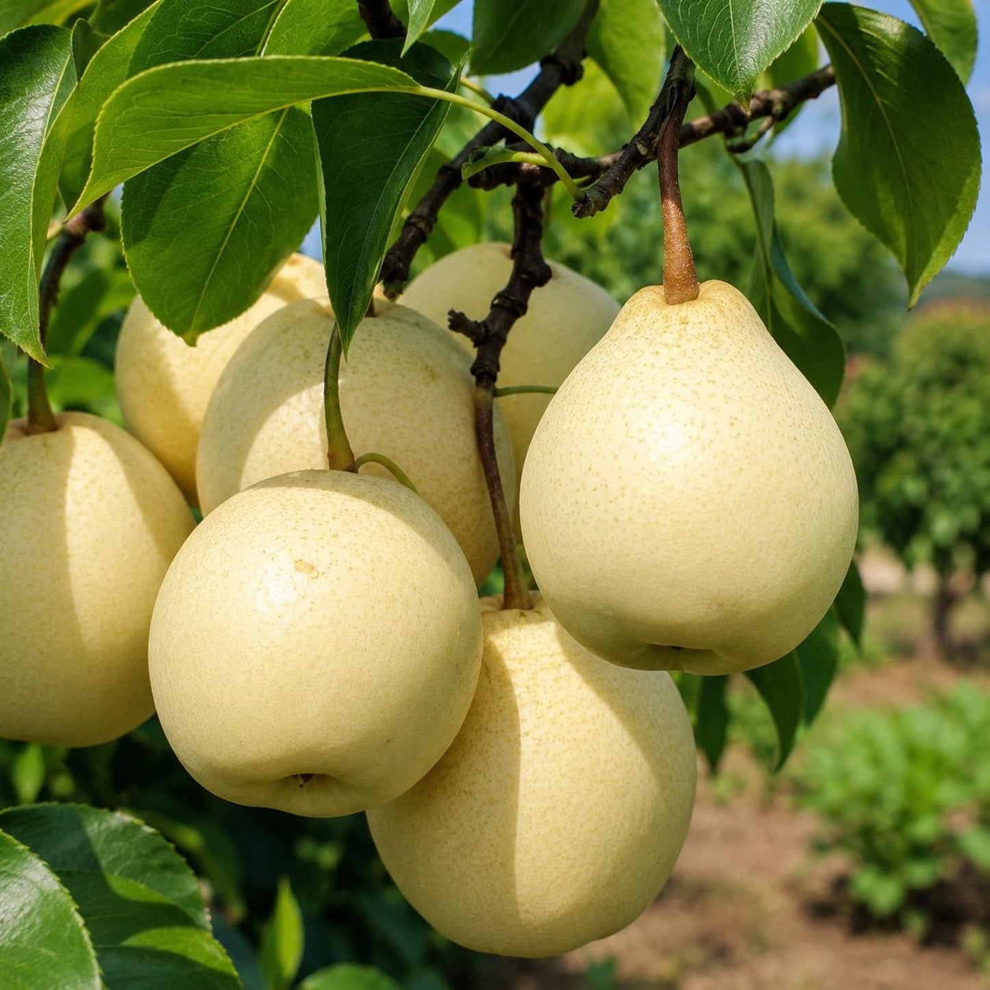 50Pcs Pear Seeds Simple to Grow feature refined arching branches and neatly arranged foliage in natural layered formations. The balanced branch framework and full canopy present a classic elegant tree form, adding timeless ornamental charm to courtya