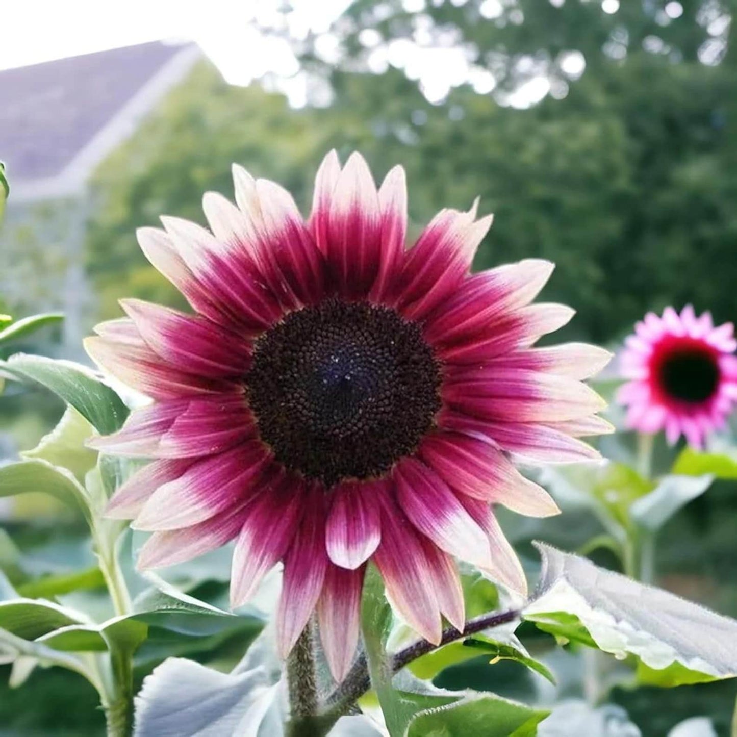 Strawberry Pink Sunflower Seeds 100pcs –  Heirloom Non-GMO Garden Flower Seeds for Planting - Organic