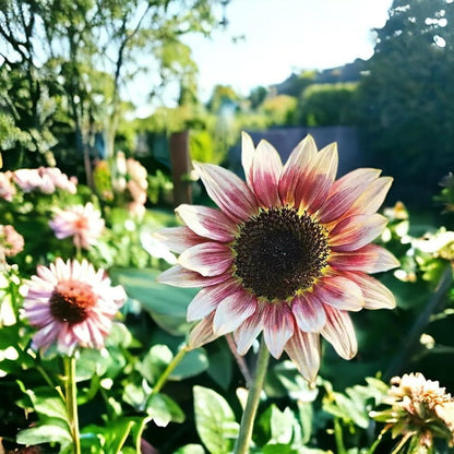 Strawberry Pink Sunflower Seeds 100pcs –  Heirloom Non-GMO Garden Flower Seeds for Planting - Organic