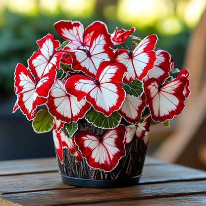 200pcs Moonlight Begonia Seeds Friendly for new gardeners grow into full compact bushy form with steady seasonal flower renewal