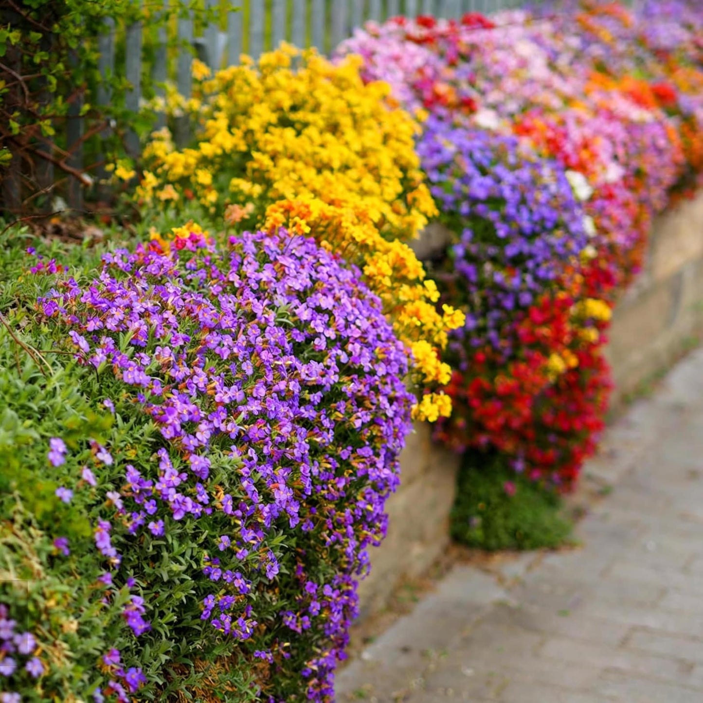 5000pcs Mixed Climbing Lobelia Seeds Trailing Perennial Garden Flowers Hanging Basket Planting Beauty