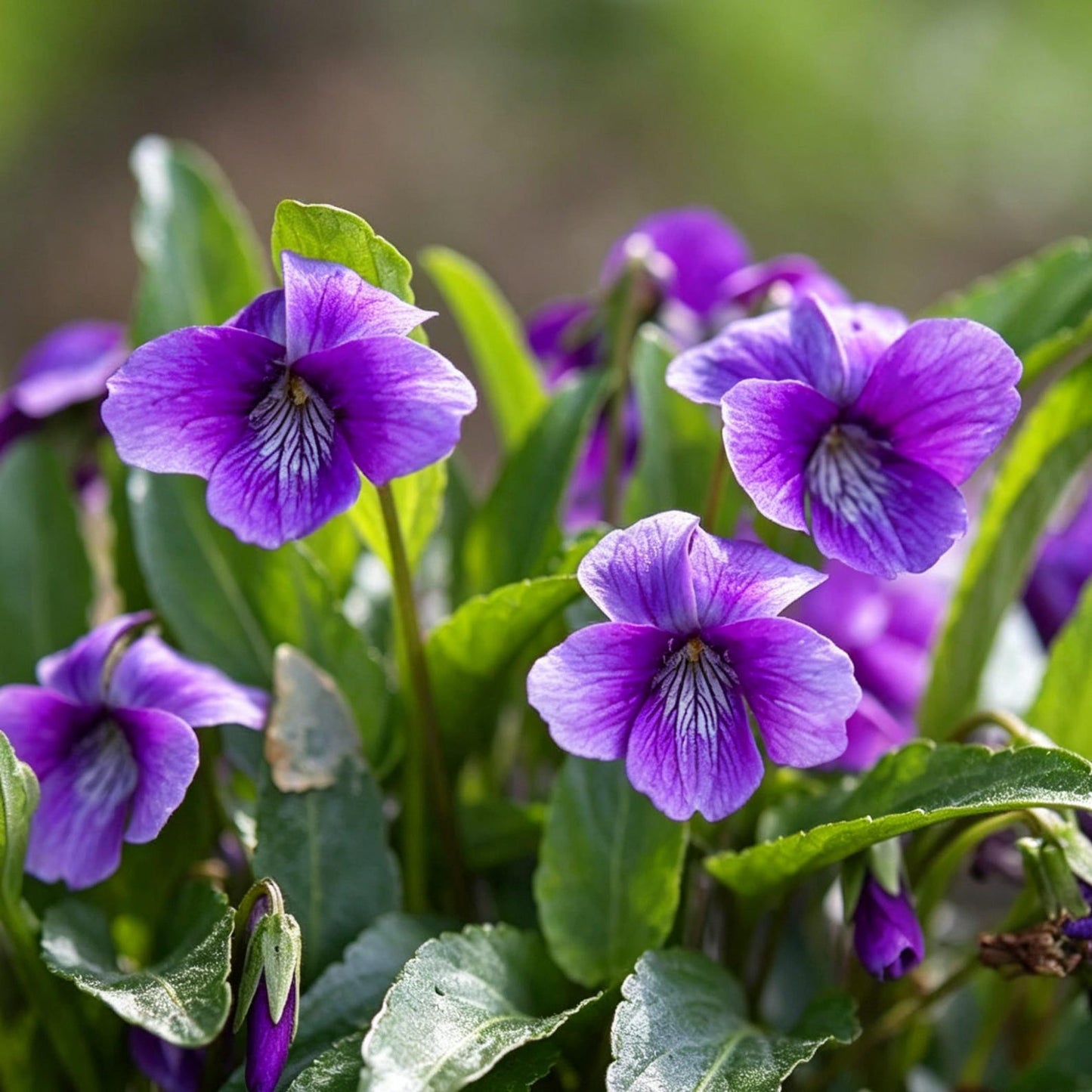 500pcs Purple Violet Seeds, Cut Flowers, Home Garden, Flower Seeds, Heirloom & Non-GMO, Easy to Grow