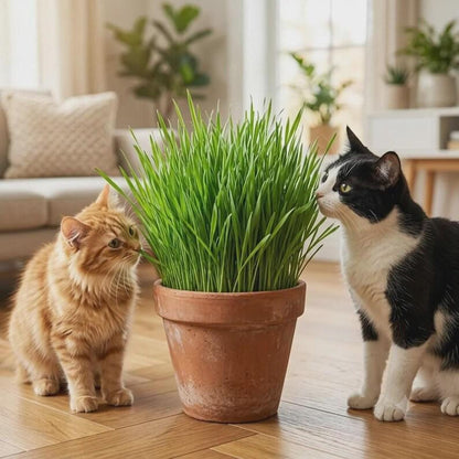 97Pcs Cat Grass Seeds Friendly for new growers with reliable germination and rapid upright foliage vitality