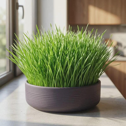 97Pcs Cat Grass Seeds Friendly for new growers with reliable germination and rapid upright foliage vitality