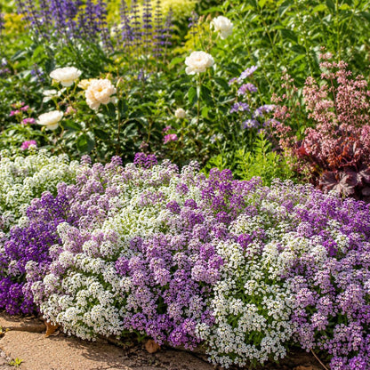1000pcs Fragrant Sweet Alyssum Seed Pack Outdoor Landscape Planting