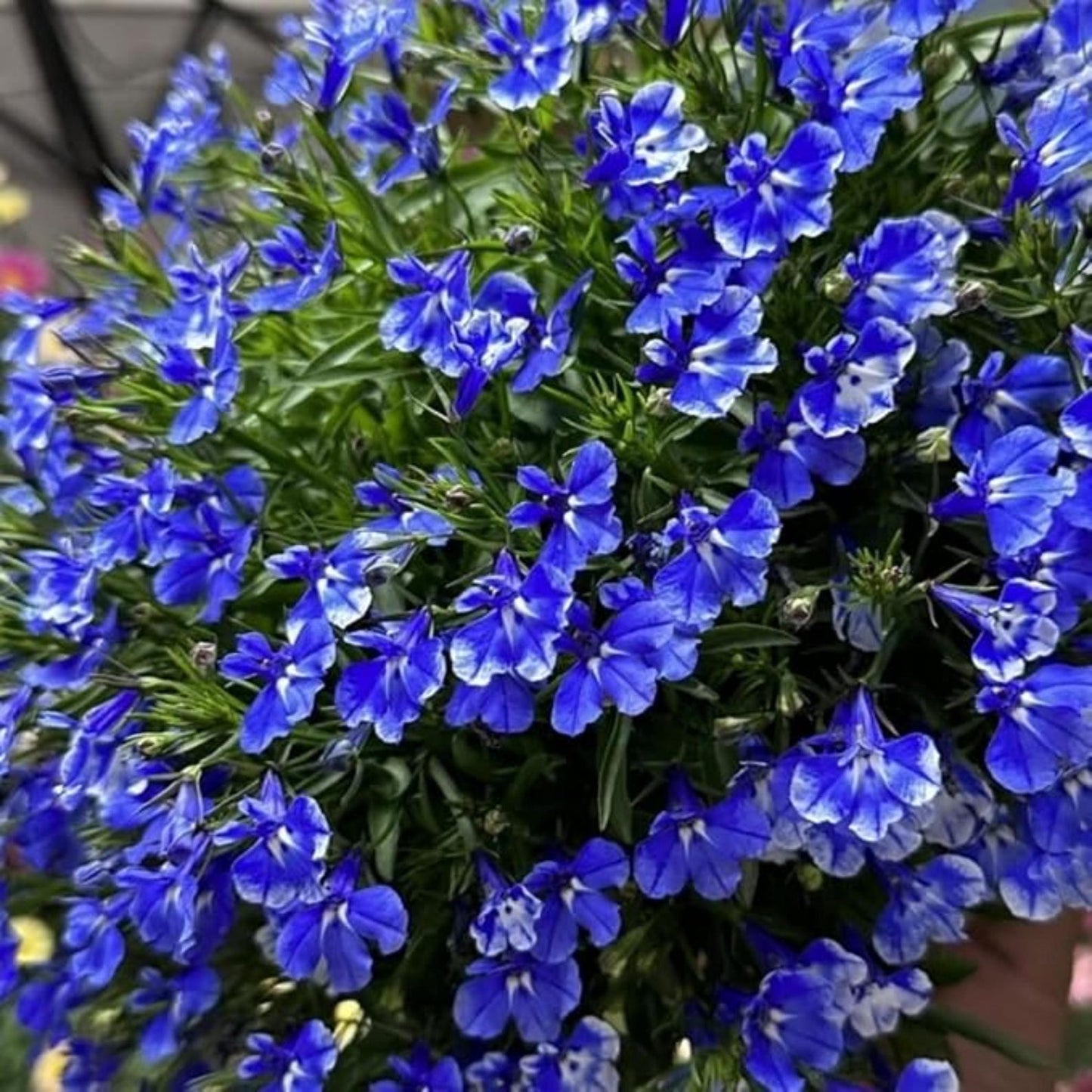 Lobelia Seeds 5000 Pcs Mixed Colors Trailing Annual Garden Flowers