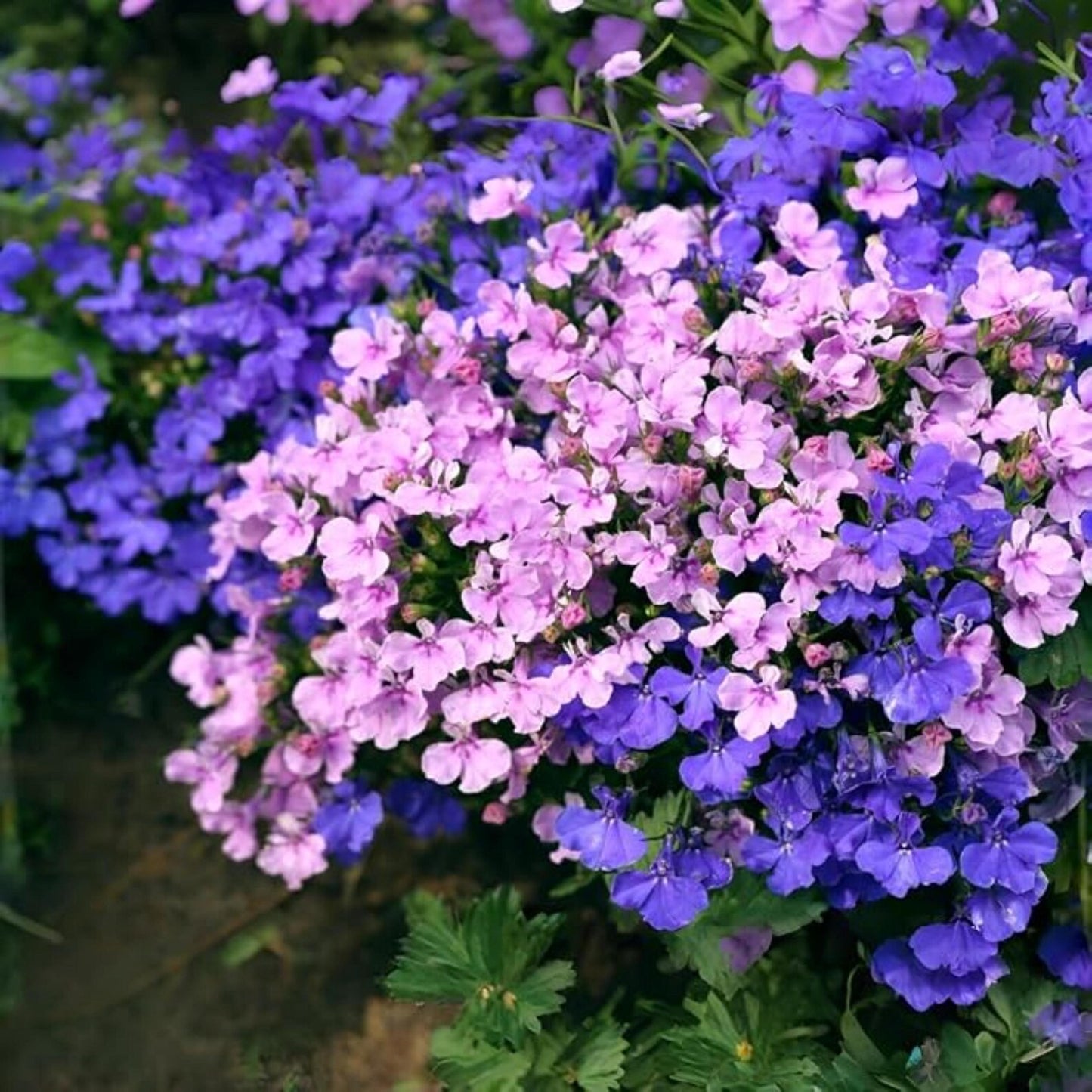 Lobelia Seeds 5000 Pcs Mixed Colors Trailing Annual Garden Flowers
