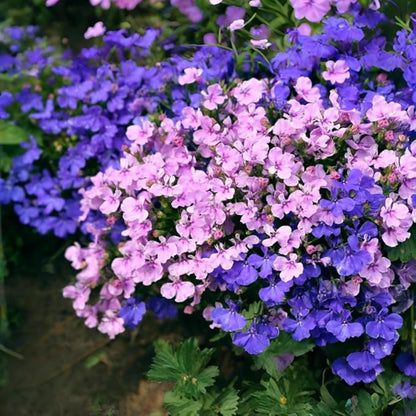 Lobelia Seeds 5000 Pcs Mixed Colors Trailing Annual Garden Flowers