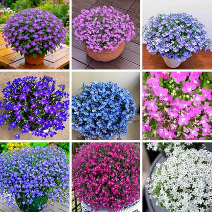 Lobelia Seeds 5000 Pcs Mixed Colors Trailing Annual Garden Flowers