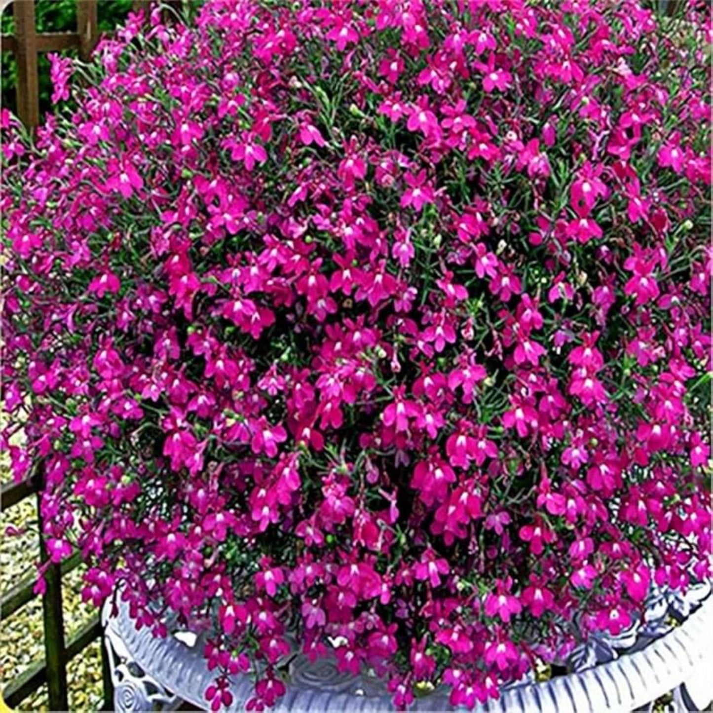 Lobelia Seeds 5000 Pcs Mixed Colors Trailing Annual Garden Flowers