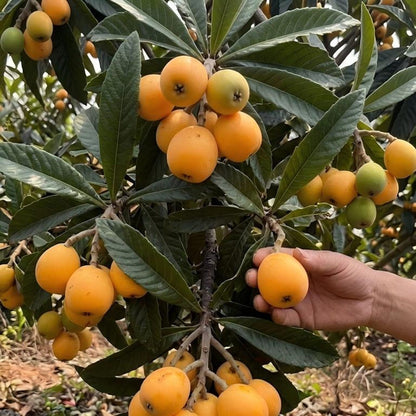 10Pcs Loquat Seeds great for first time growers and home landscape tree planting lovers