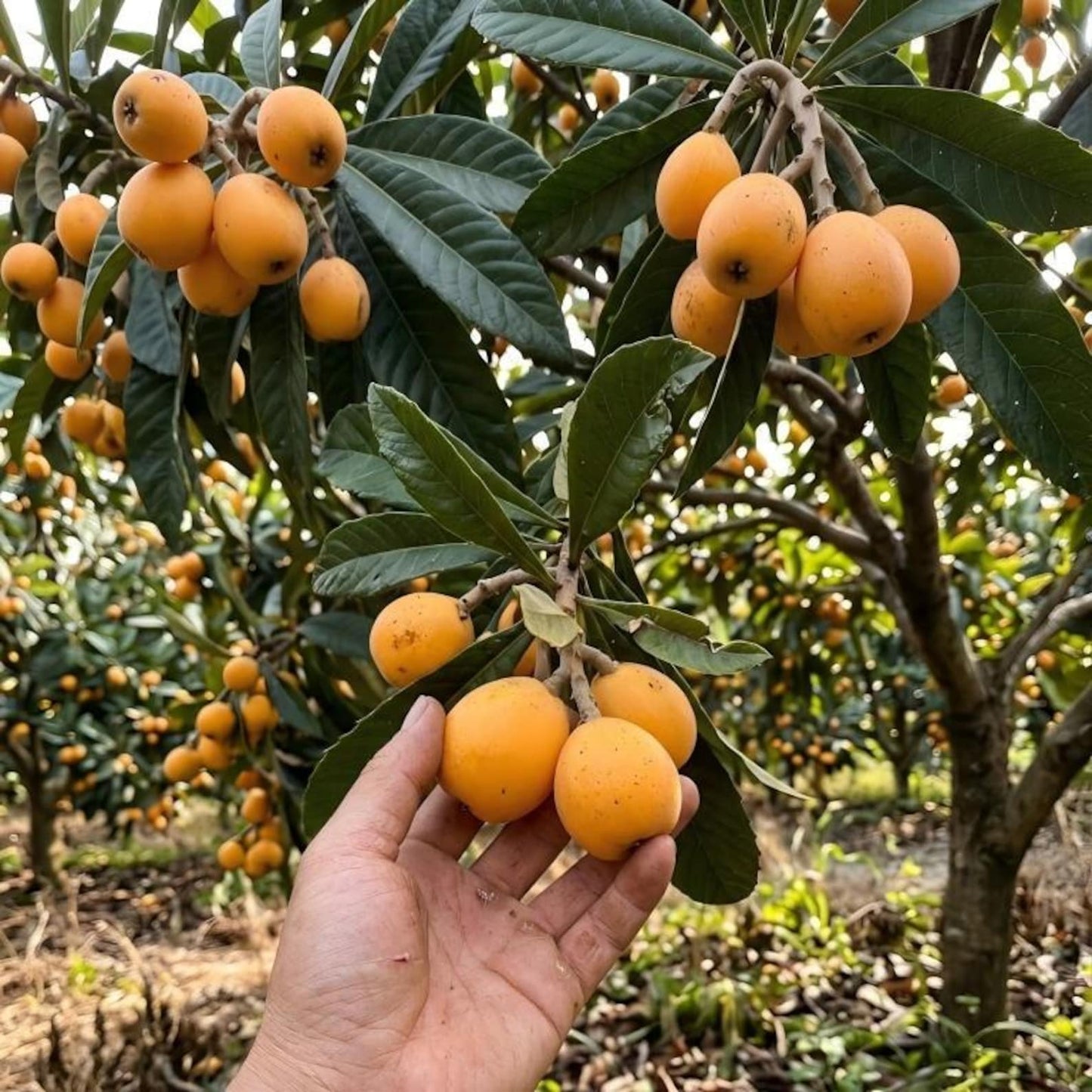 10Pcs Loquat Seeds great for first time growers and home landscape tree planting lovers