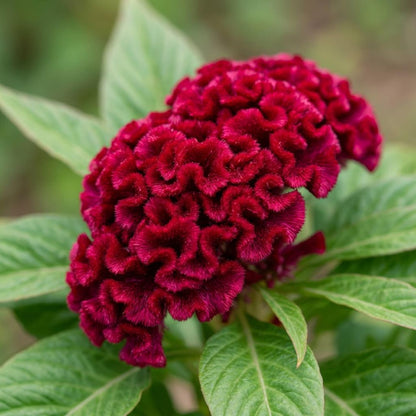 200pcs Mix Celosia Seeds, Vibrant Annual Flowers, Heirloom Non-GMO, Garden Beds, Borders, Containers