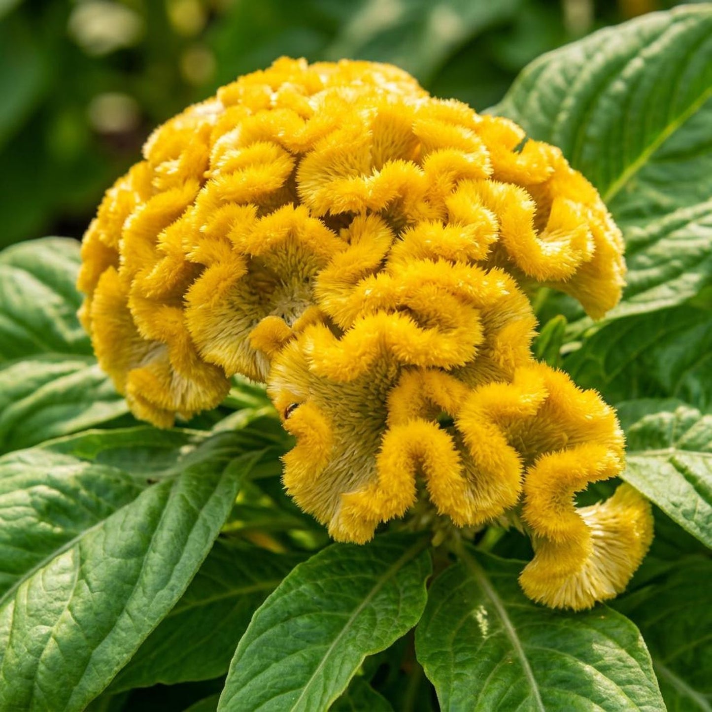 200pcs Mix Celosia Seeds, Vibrant Annual Flowers, Heirloom Non-GMO, Garden Beds, Borders, Containers