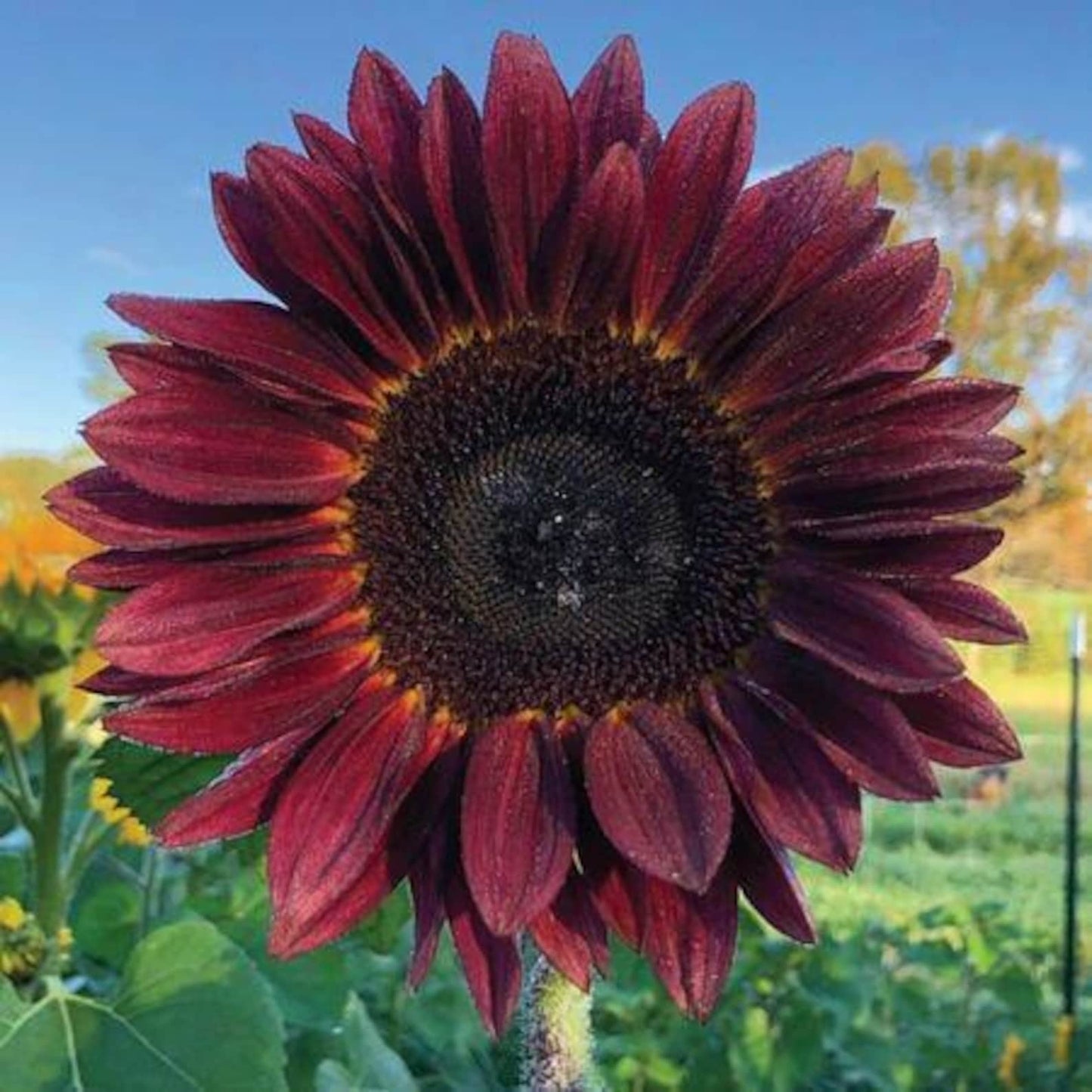 100pcs Sunflower Seeds - Non-GMO Seeds with Easy to Follow Planting