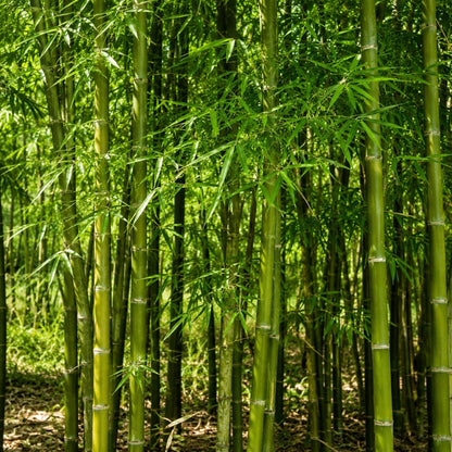 90Pcs Bamboo Seeds, Phyllostachys edulis, Fast Growing Bamboo, Privacy Screen Plant, Winter Hardy Bamboo Seeds