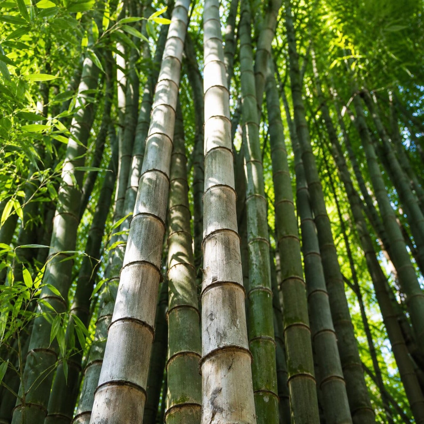 90Pcs Bamboo Seeds, Phyllostachys edulis, Fast Growing Bamboo, Privacy Screen Plant, Winter Hardy Bamboo Seeds