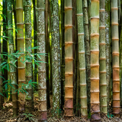 90Pcs Bamboo Seeds, Phyllostachys edulis, Fast Growing Bamboo, Privacy Screen Plant, Winter Hardy Bamboo Seeds
