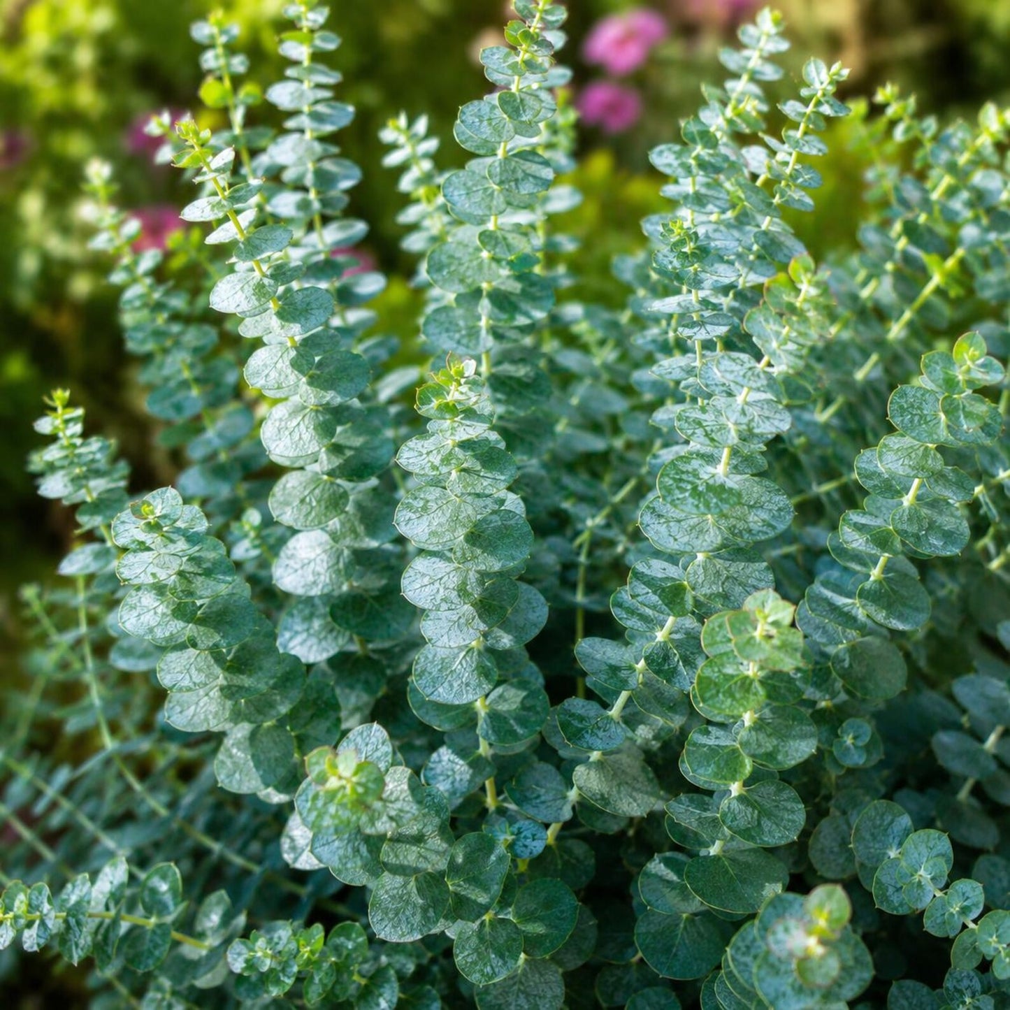100Pcs Baby Blue Eucalyptus Seeds Tree Silver Dollar Blue Leaves Ornamental Non GMO