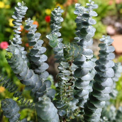 100Pcs Baby Blue Eucalyptus Seeds Tree Silver Dollar Blue Leaves Ornamental Non GMO