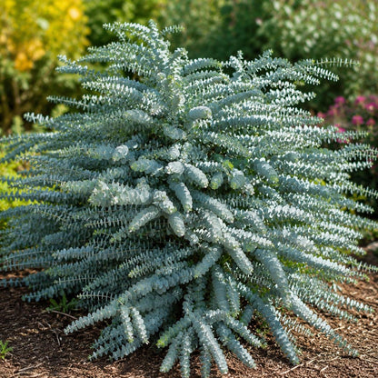 100Pcs Baby Blue Eucalyptus Seeds Tree Silver Dollar Blue Leaves Ornamental Non GMO
