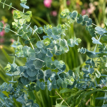 100Pcs Baby Blue Eucalyptus Seeds Tree Silver Dollar Blue Leaves Ornamental Non GMO