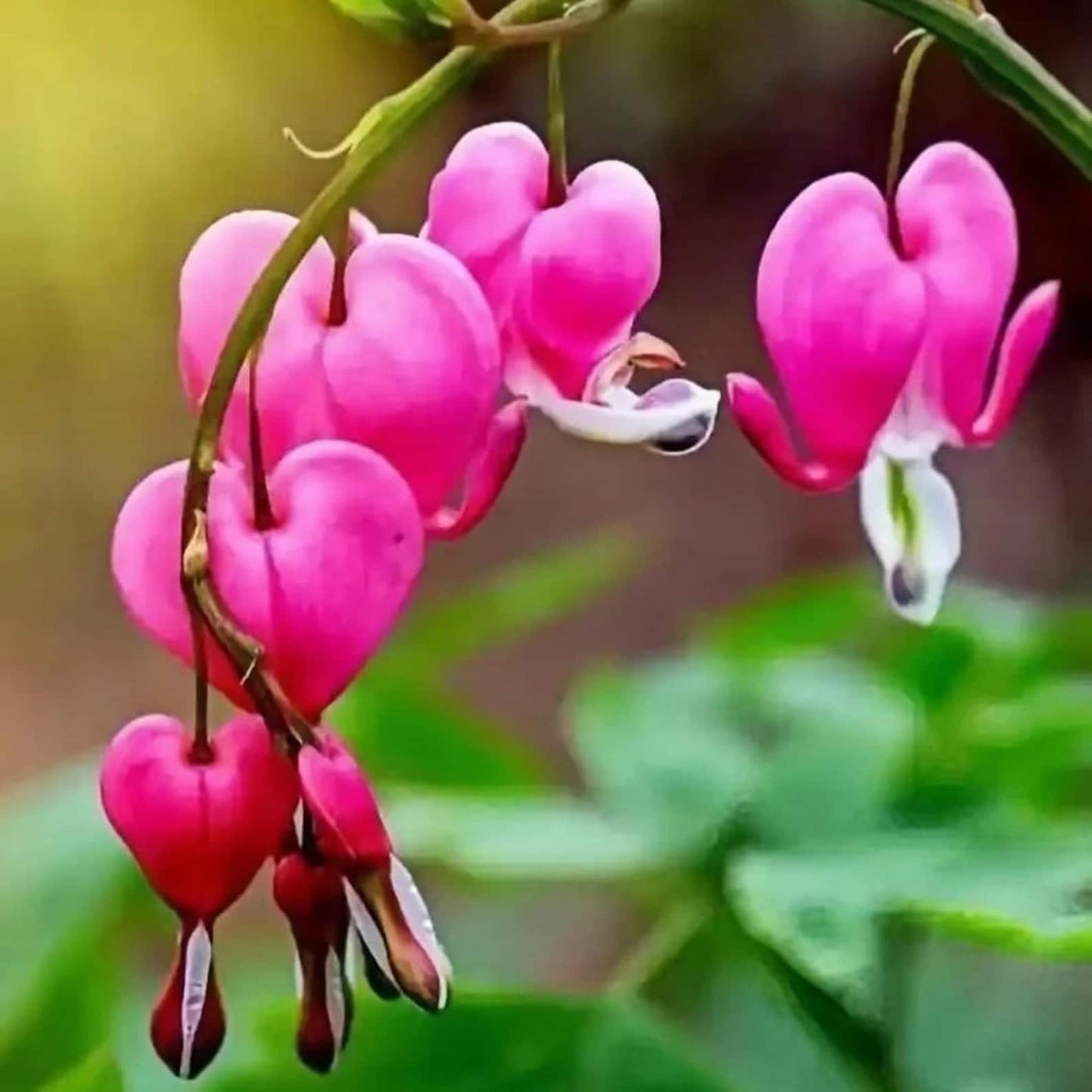 24Pcs Ideal For Growing Bleeding Heart Peony Seeds That Provide Long-Term Ornamental Value