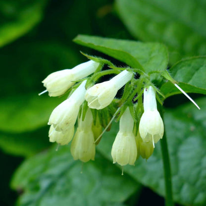 100pcs Comfrey Seeds Heirloom Purple Bell Flowers, Pollinator Garden