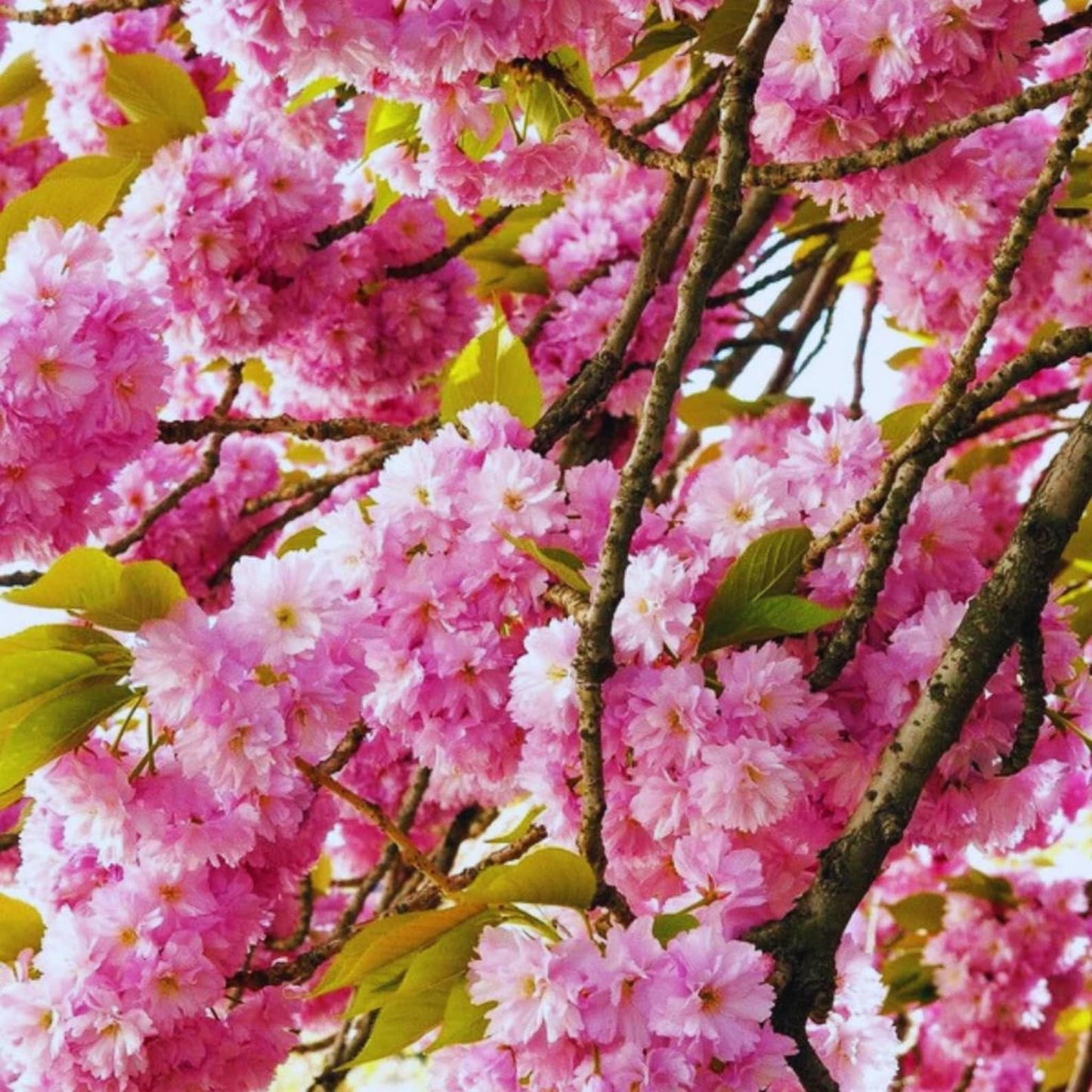 24Pcs Perfect For Natural Looking Yard Layouts Cherry Blossom Seeds Easy To Grow