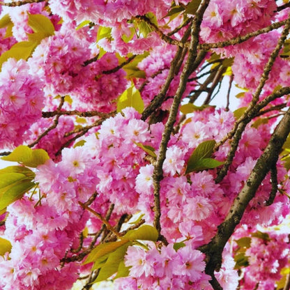 24Pcs Perfect For Natural Looking Yard Layouts Cherry Blossom Seeds Easy To Grow
