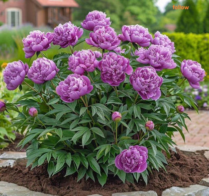 Rare Peony Seeds Heirloom Non GMO Perennial Garden Flower Seed Pack