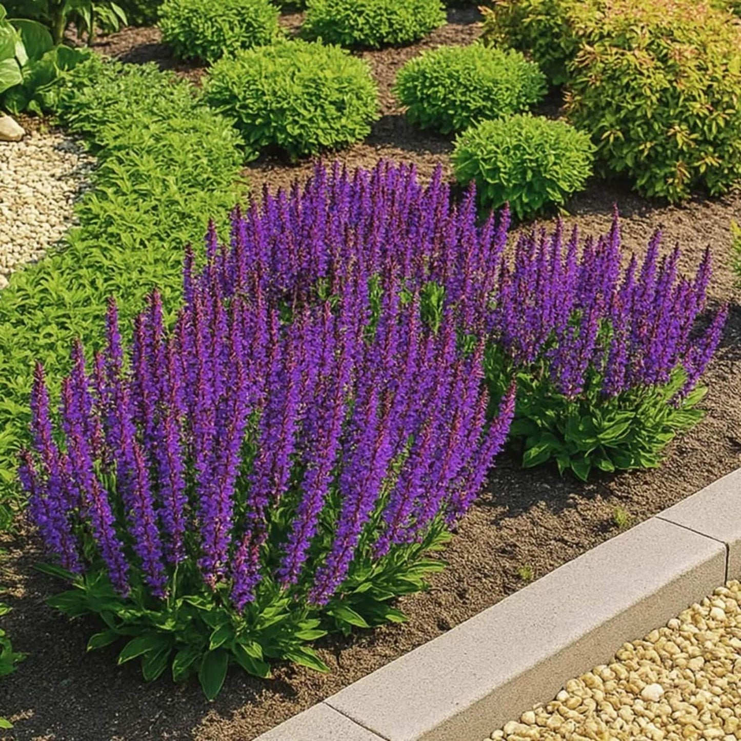 200pcs Blue Sage Seeds Simple to Grow add airy vertical texture to plain open yard and meadow style landscapes