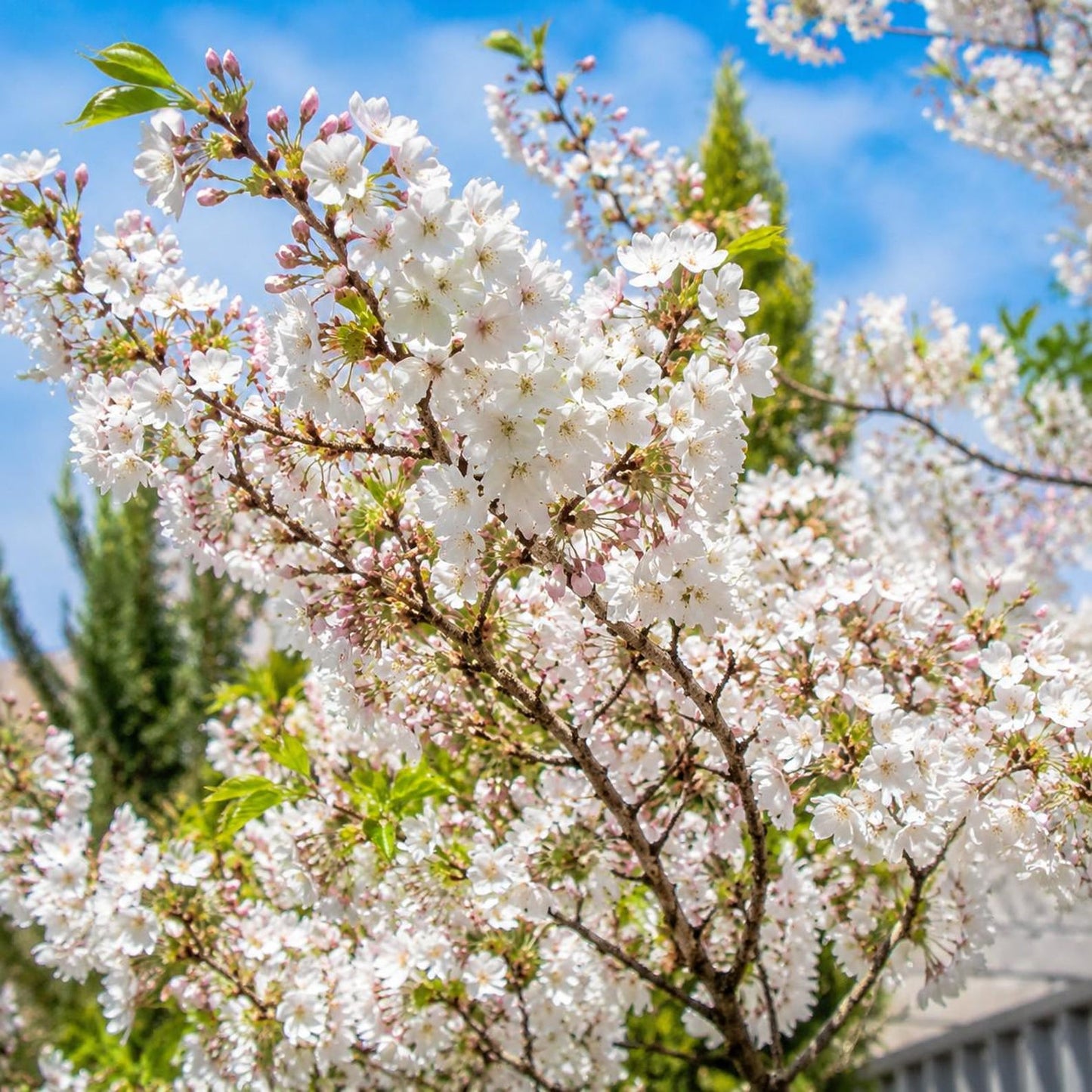 29Pcs Cherry Blossom Tree Seeds Garden Flower Seeds for Outdoor Yard Patio Container, Fragrant White Pink Blooms