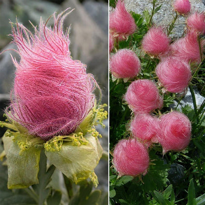 100Pcs Easy to Sow Prairie Smoke Seeds ideal for forming continuous natural ornamental lines along garden borders and rocky terrain edges